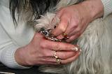 GRIFFES - SKYE TERRIER 072